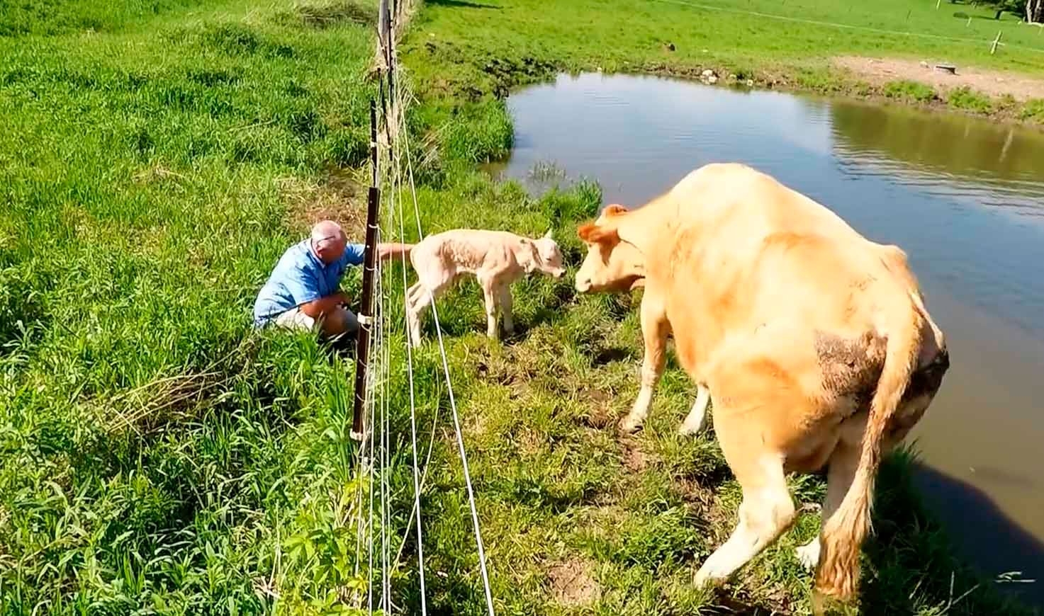 Video capta a vaca pidiendo ayuda