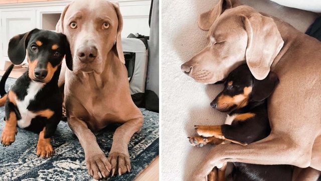 Weimaraner sufre ansiedad tiene hermano apoyo