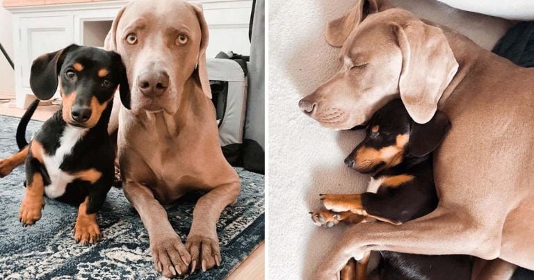 Weimaraner sufre ansiedad tiene hermano apoyo