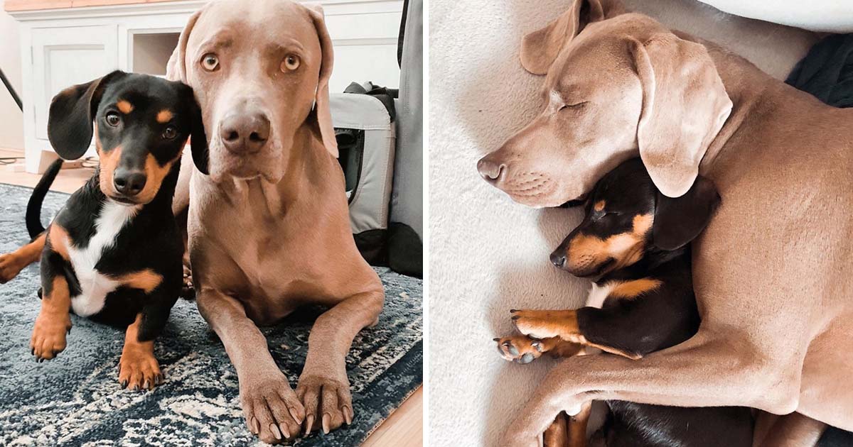 Weimaraner sufre ansiedad tiene hermano apoyo