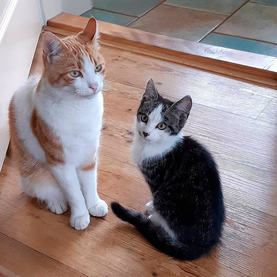 gato y gatito sentados