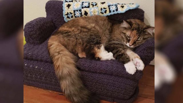 Abuela de este gato le hace sofá de crochet y nunca había estado más feliz