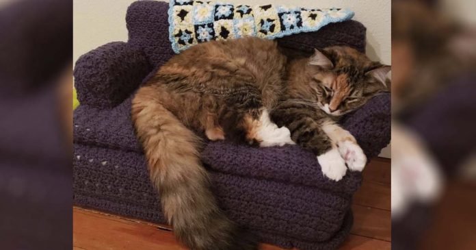 Abuela de este gato le hace sofá de crochet y nunca había estado más feliz