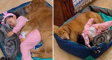 Adorable momento en el que la niña toma una siesta con sus dos amigos peludos