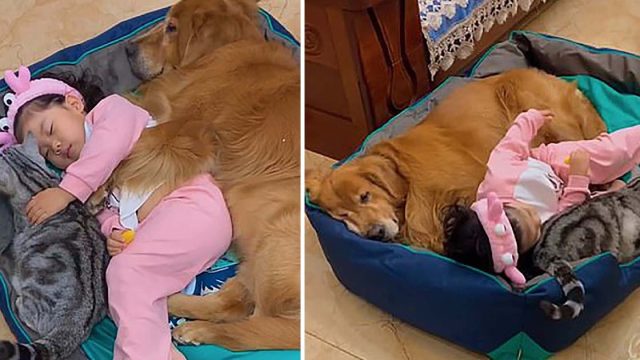 Adorable momento en el que niña toma siesta con sus dos amigos peludos
