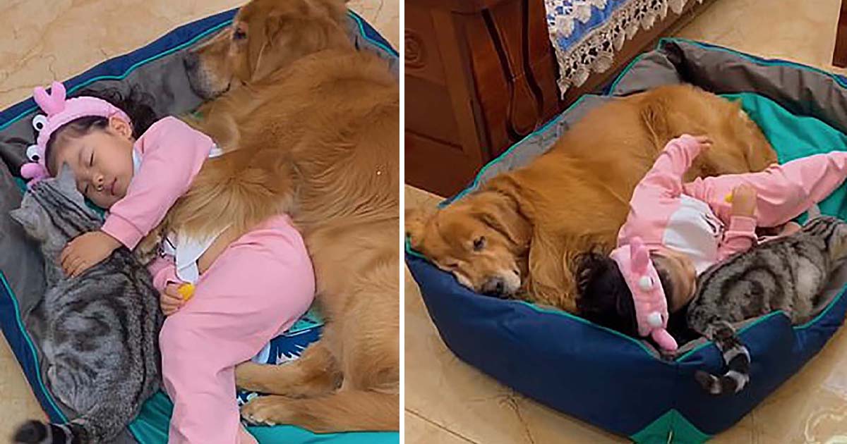 Adorable momento en el que niña toma siesta con sus dos amigos peludos