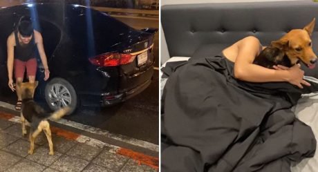 Chico despierta con una perrita en su cama y se entera de que la adoptó la noche anterior