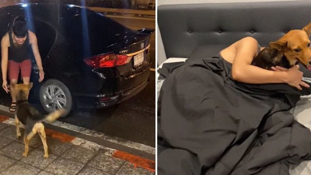 Chico con resaca despierta con una perrita en su cama y se entera de que la adoptó