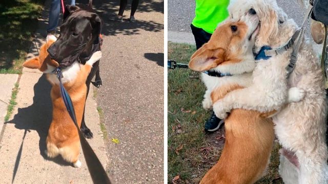 Corgi amoroso abraza a todos los perros que conoce en sus paseos