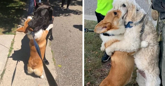 Corgi amoroso abraza a todos los perros que conoce en sus paseos