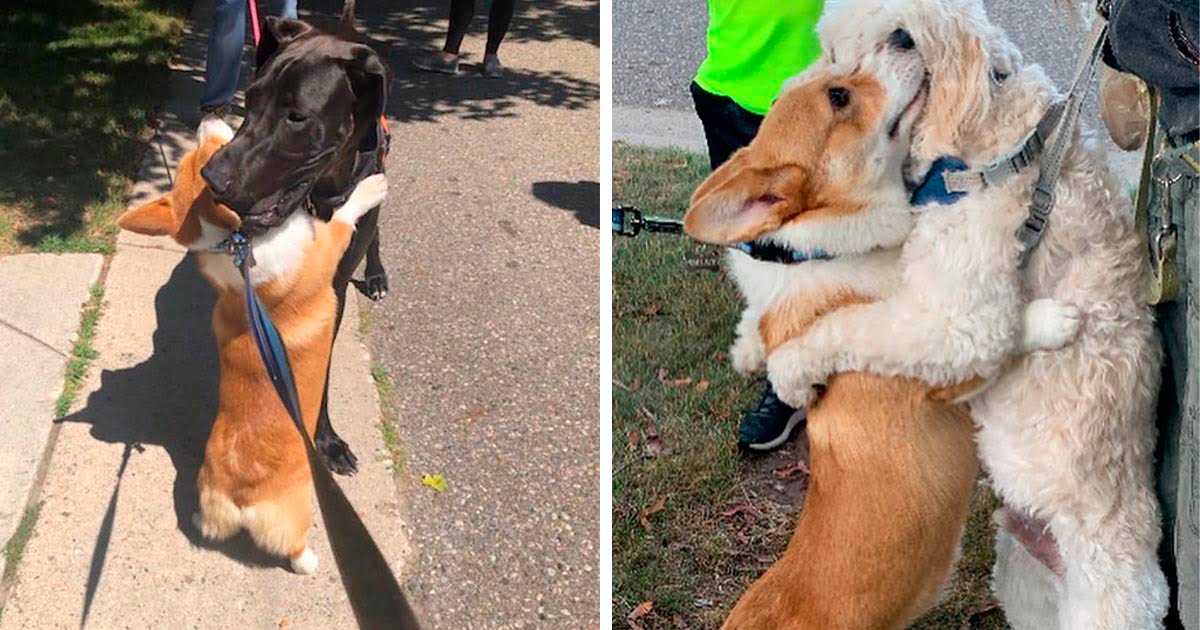Corgi amoroso abraza a todos los perros que conoce en sus paseos