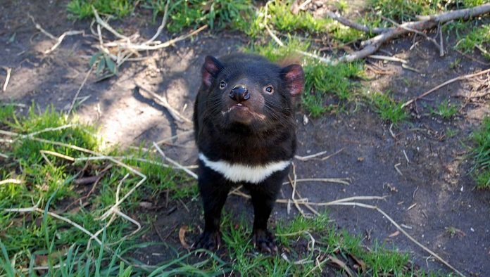 Demonios de Tasmania regresan naturaleza 3000 años