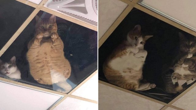 Dueño de tienda instaló techo de vidrio para gatos