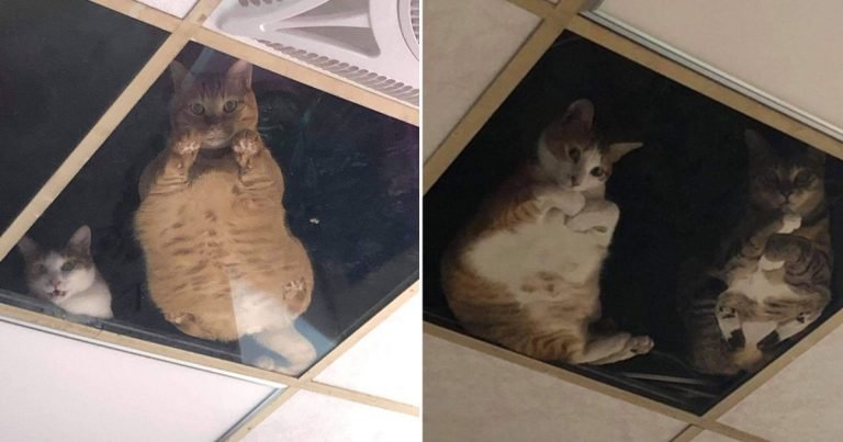 Dueño de tienda instaló techo de vidrio para gatos