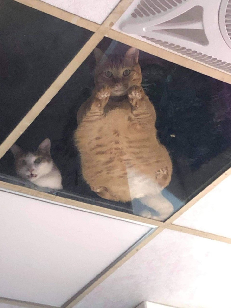 Dueño de una tienda gatos