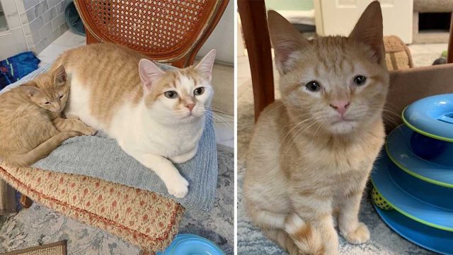 Dulce gatito abraza a su madre adoptiva y no se separa de ella