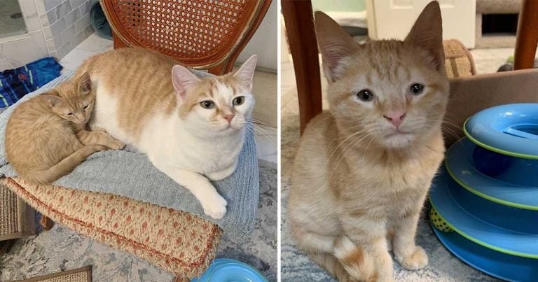 Dulce gatito abraza a su madre adoptiva y no se separa de ella