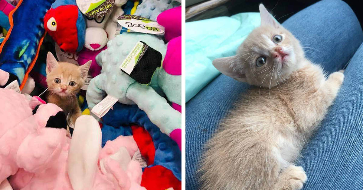 Dulce gatito insiste en que lo lleven a todas partes después de ser rescatado