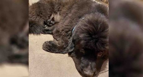 El lugar favorito de este gatito es esconderse en el pelaje de su hermano perro