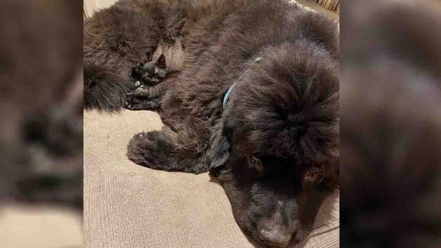El lugar favorito de este gatito es el pelaje de su hermano perro