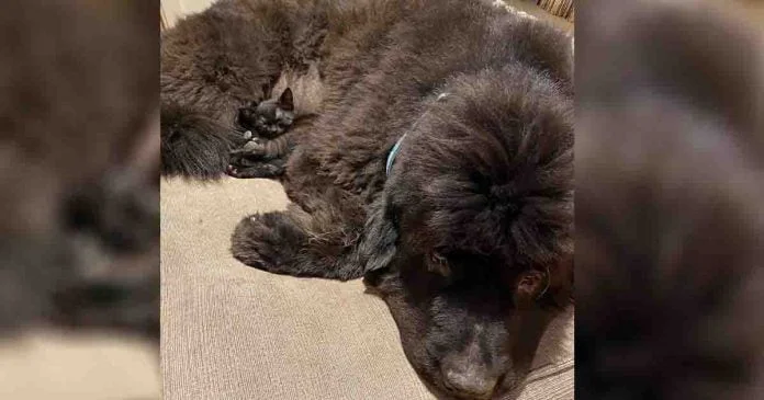 El lugar favorito de este gatito es el pelaje de su hermano perro