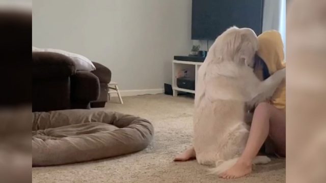 El perro de apoyo emocional de esta mujer la consuela cuando tiene un ataque de ansiedad