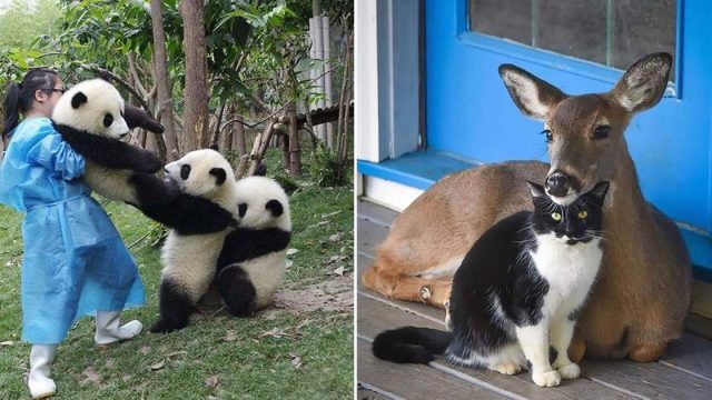 Estas amistades animales son tan asombrosas