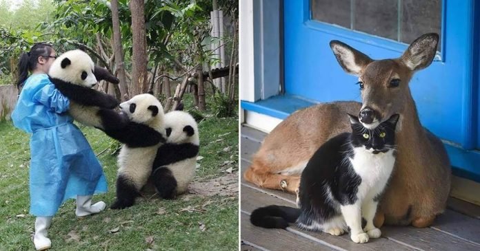 Estas amistades animales son tan asombrosas