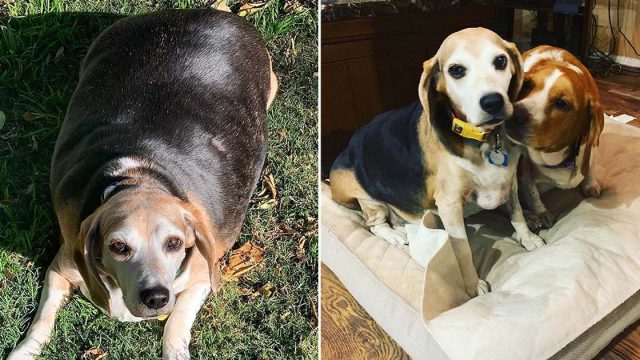 Familia ayuda beagle de 100 libras