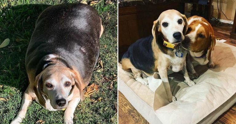 Familia ayuda beagle de 100 libras