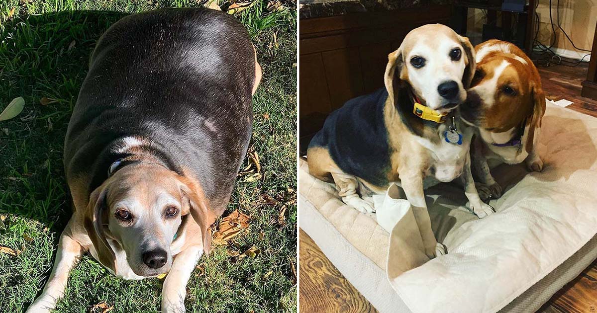 Familia ayuda beagle de 100 libras