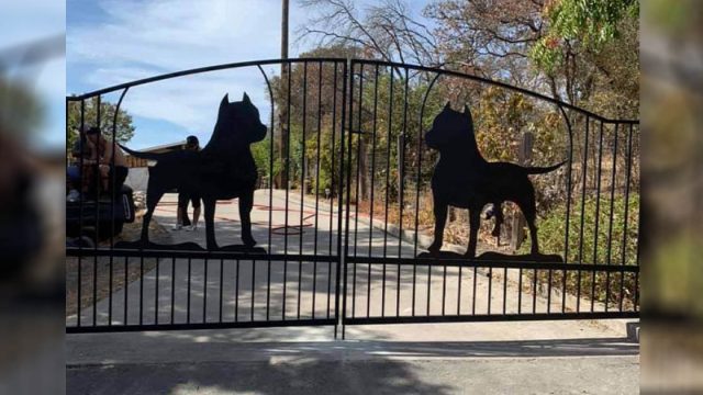 Familia encuentra manera de mostrar cuánto ama a sus pitbulls