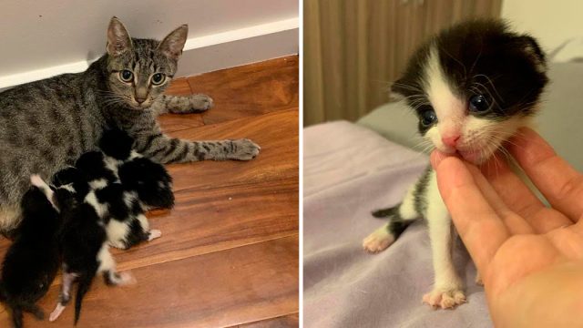 Familia llevó gatitos a casa y su gata rescatada los adoptó como suyos
