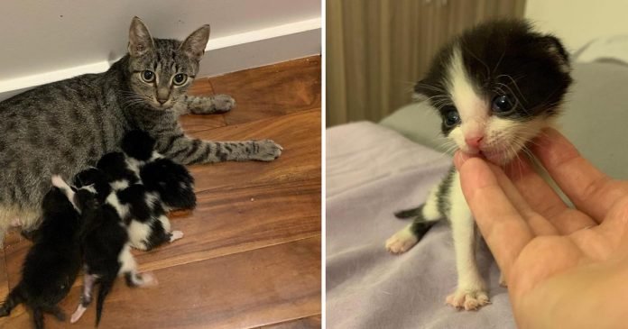 Familia llevó gatitos a casa y su gata rescatada los adoptó como suyos