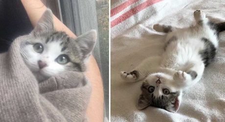 Familia se mudó a una nueva casa y encontró que venía con gatitos incluidos