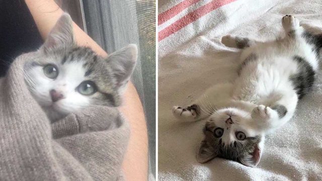 Familia se mudó a una nueva casa y encontró gatitos incluidos