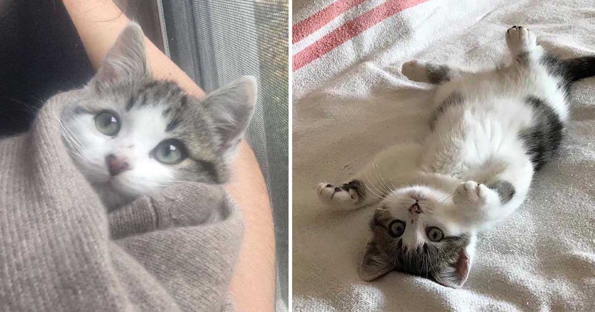 Familia se mudó a una nueva casa y encontró gatitos incluidos