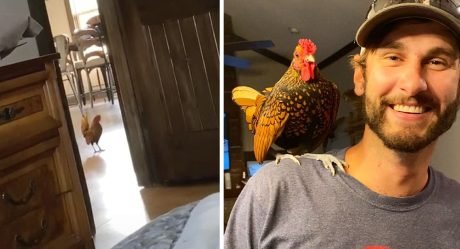 Gallo sin hogar entra a la casa de esta familia y decide que vive allí ahora