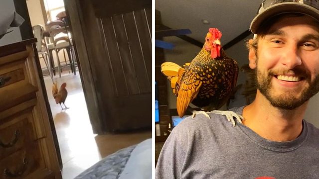 Gallo sin hogar entra a la casa de familia y decide que vive allí ahora