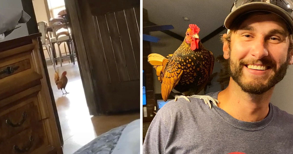 Gallo sin hogar entra a la casa de familia y decide que vive allí ahora