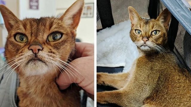 Gata de 15 años se acerca vecino buscando ayuda