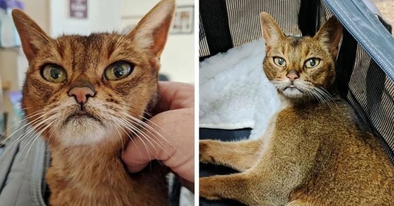 Gata de 15 años se acerca vecino buscando ayuda