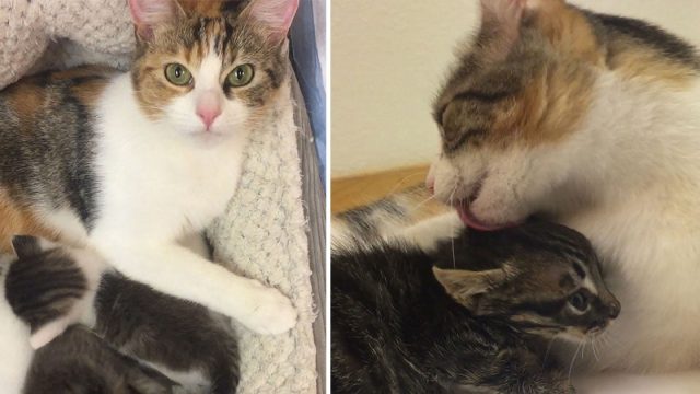 Gatita ayudó a 4 gatitos huérfanos después de cuidar a los suyos