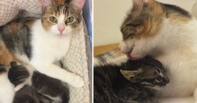 Gatita ayudó a 4 gatitos huérfanos después de cuidar a los suyos