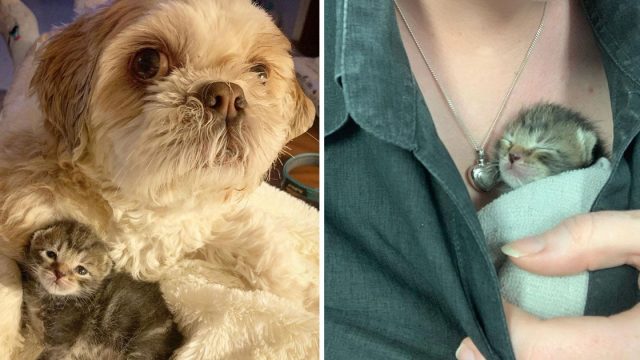 Gatita de 3 patas tiene perro ayuda prosperar