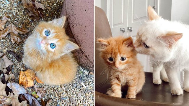 Gatita encuentra a la familia de sus sueños