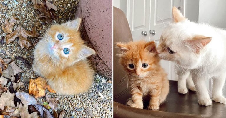 Gatita encuentra a la familia de sus sueños