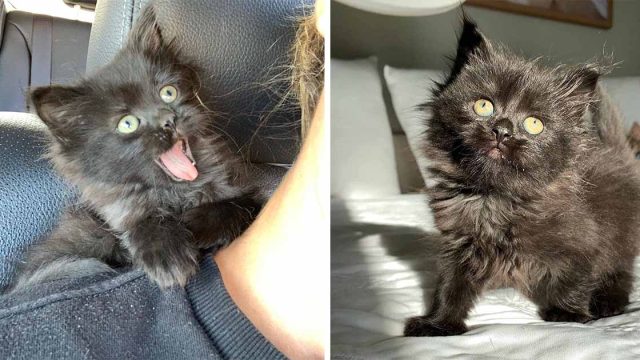 Gatita se subió al hombro de rescatista después de ser rescatada