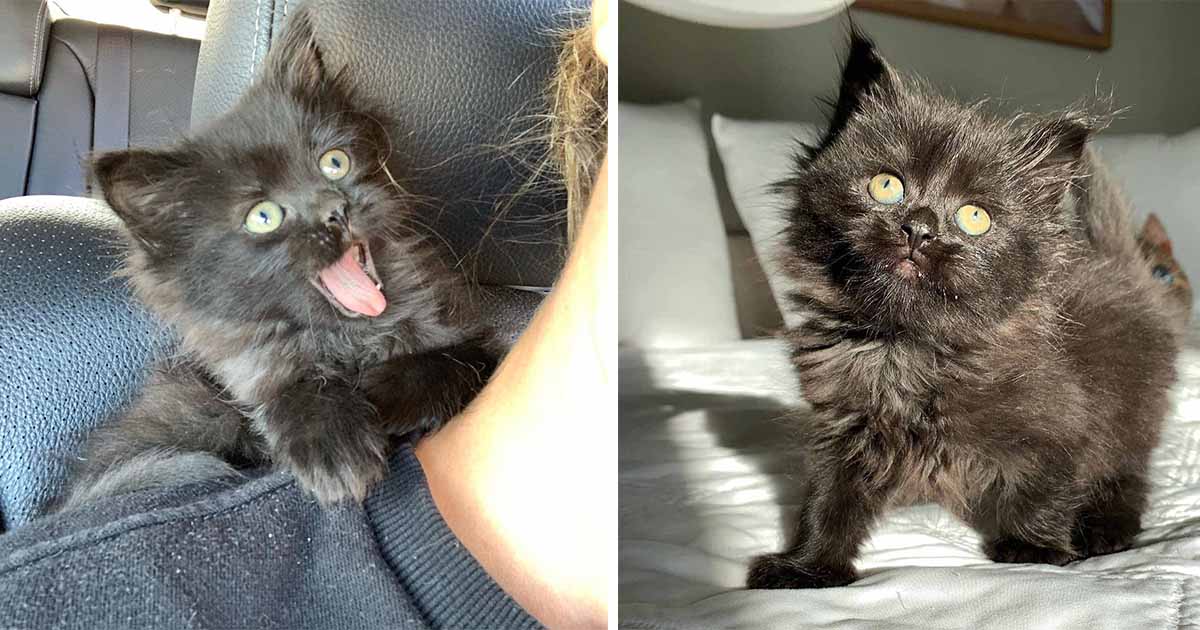 Gatita se subió al hombro de rescatista después de ser rescatada