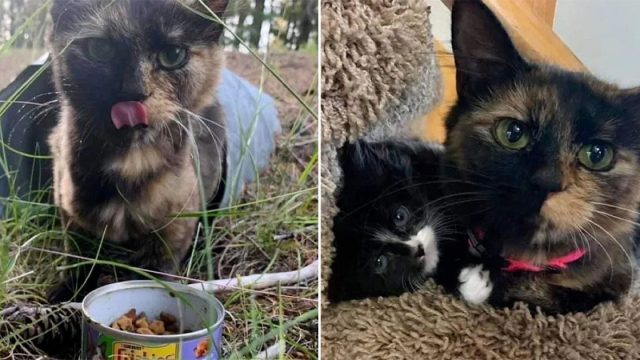 Gatita sin casa se acercó a una familia